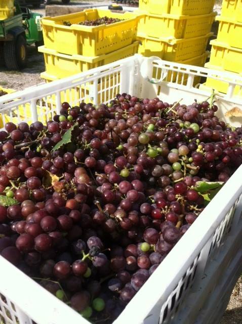 catawba grapes from our vineyard - Turtle Run Winery